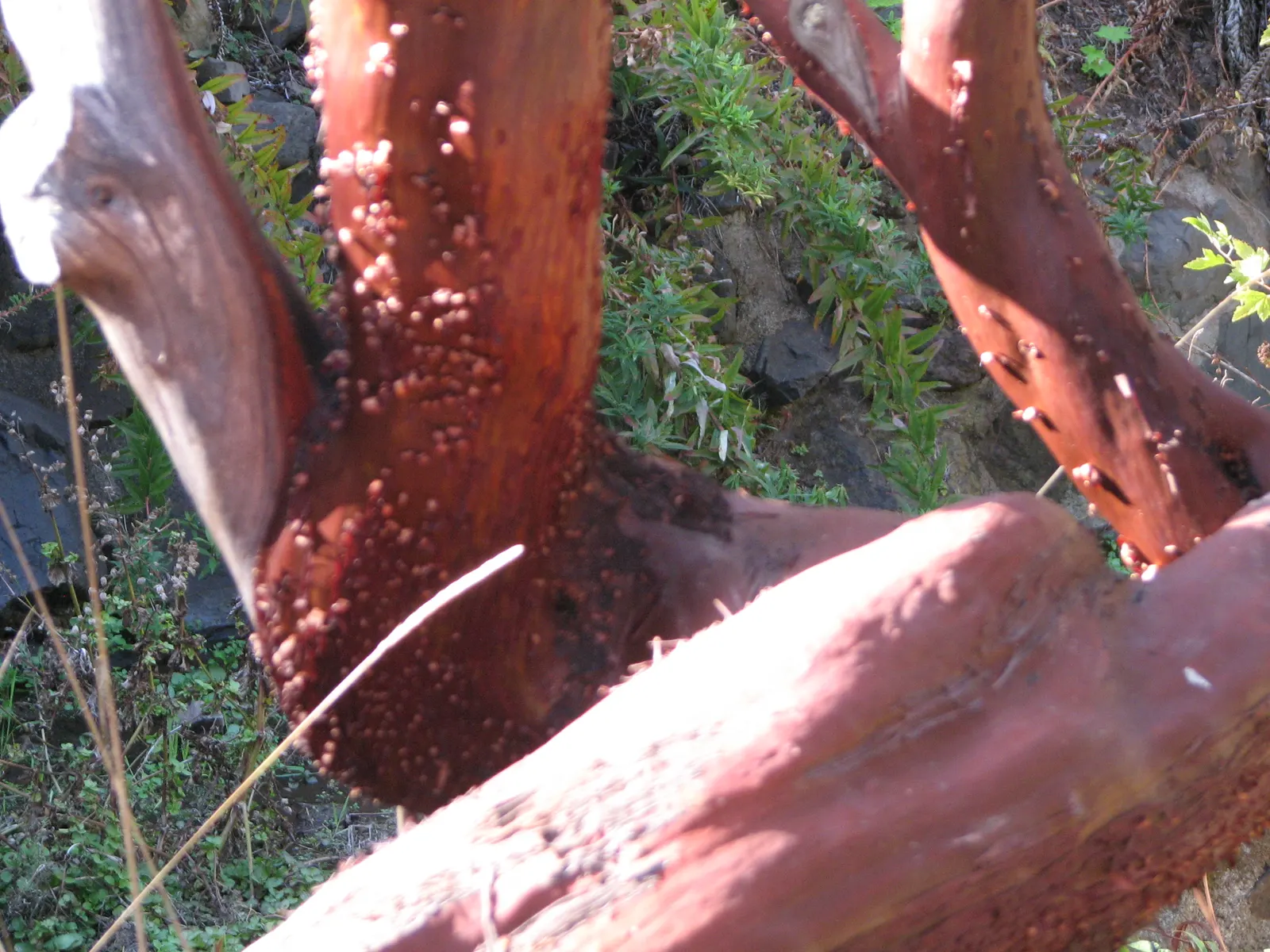 King Mountain Manzanita (Arctostaphylos Regismontana) — Its rich green foliage contrasts with striking red bark