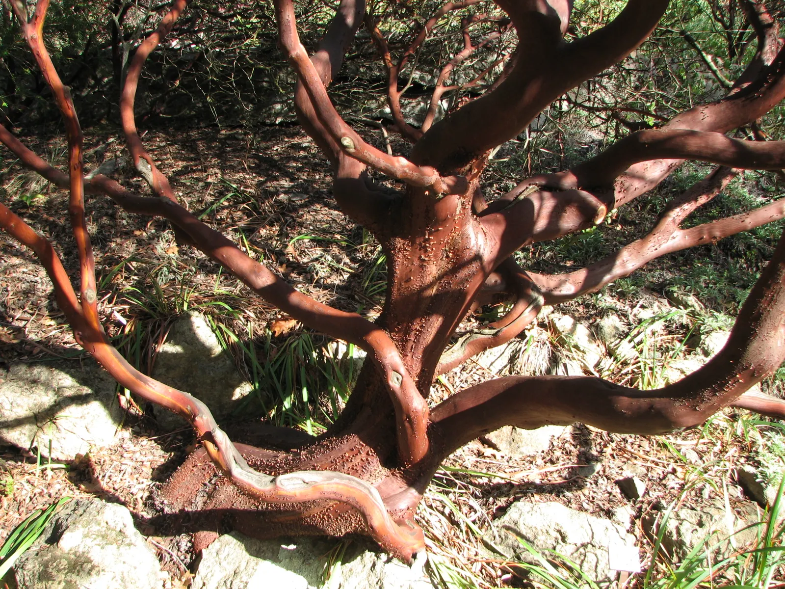 King Mountain Manzanita (Arctostaphylos Regismontana) — Arctostaphylos regismontana, the King Mountain Manzanita, is an evergreen shrub thriving in USDA zones