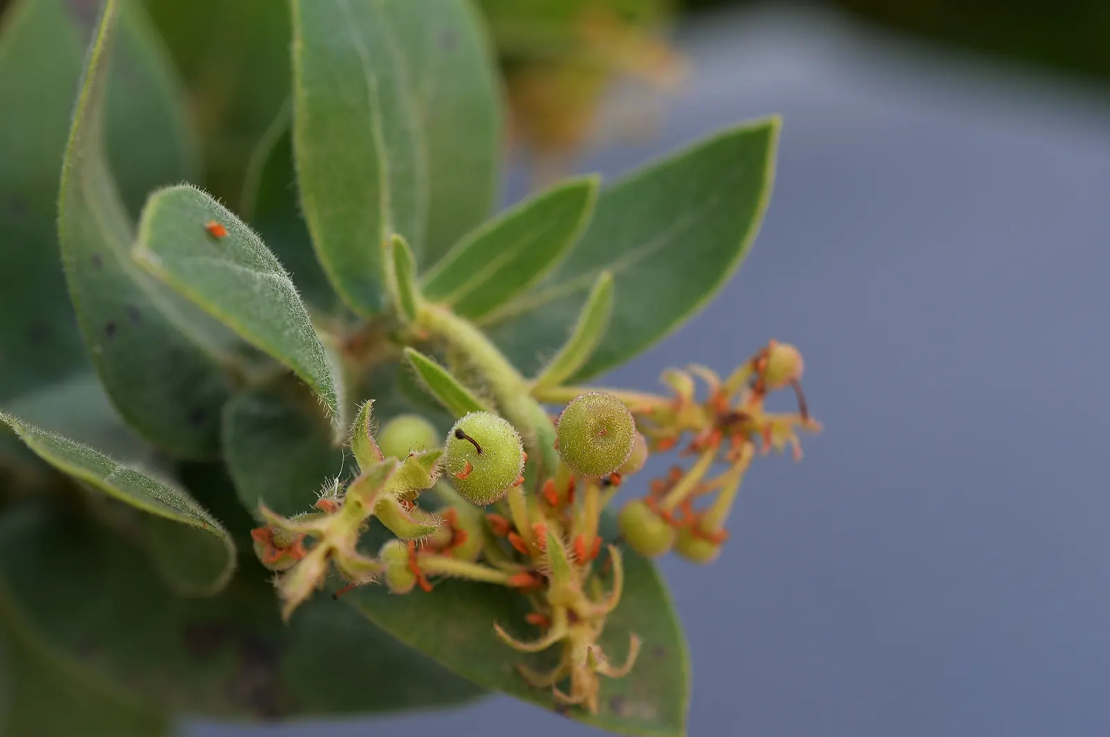 King Mountain Manzanita (Arctostaphylos Regismontana) — scientifically known as Arctostaphylos regismontana