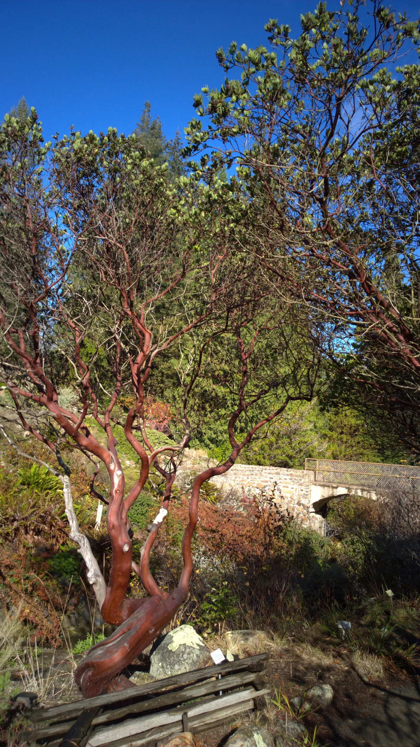King Mountain Manzanita (Arctostaphylos Regismontana) — later producing red berries