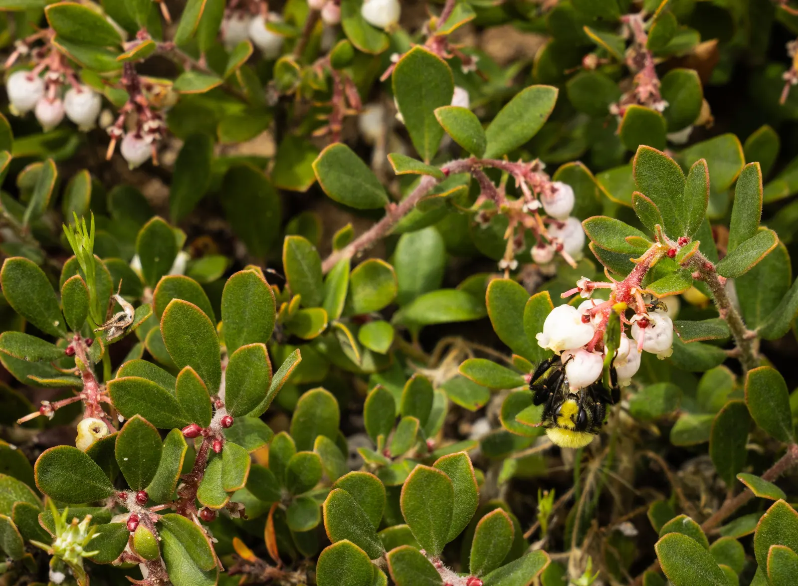 King Mountain Manzanita (Arctostaphylos Regismontana) — reaching heights of 6 to 8 feet and spreading similarly wide
