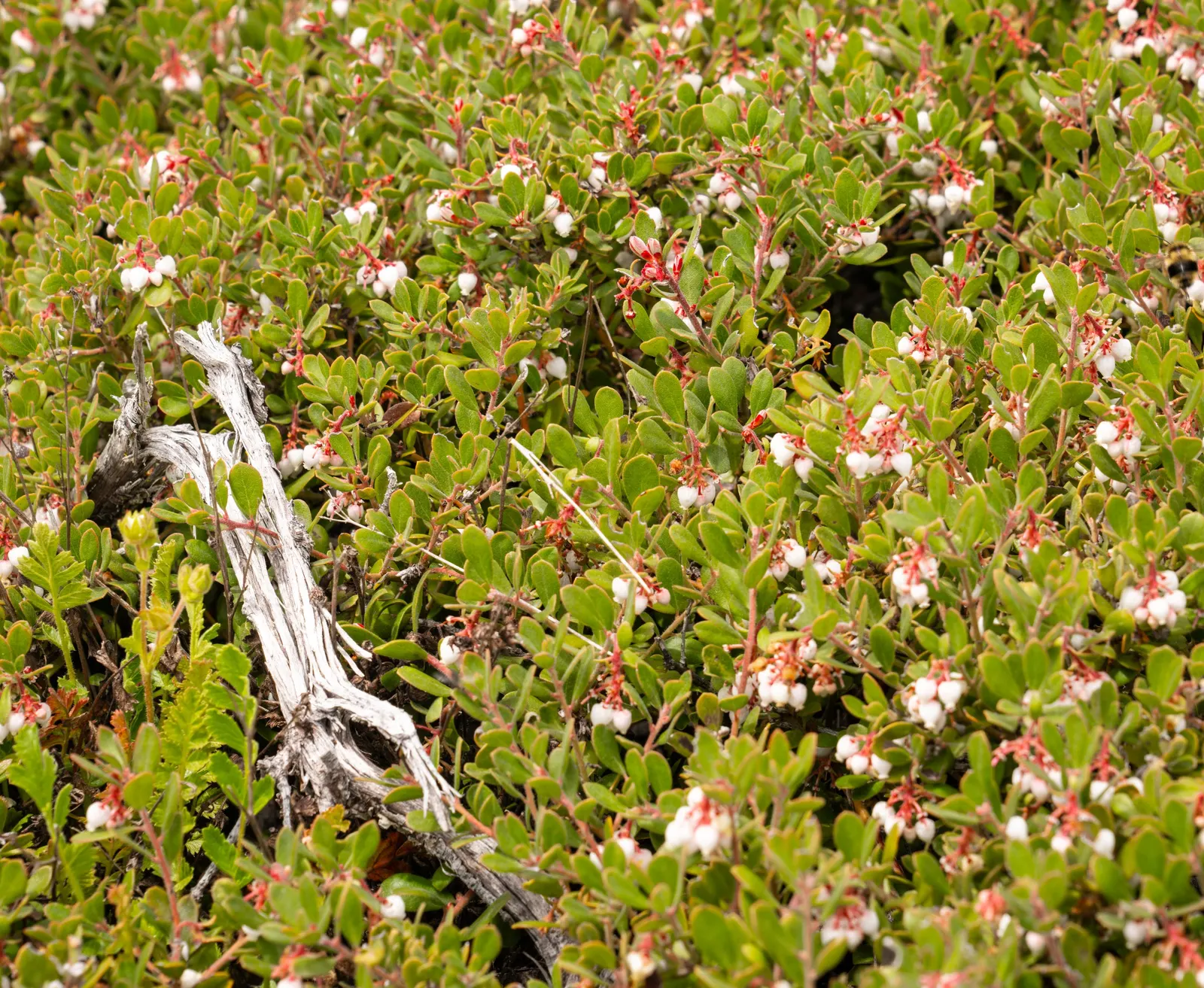 King Mountain Manzanita (Arctostaphylos Regismontana) — It boasts a picturesque form with twisted branches
