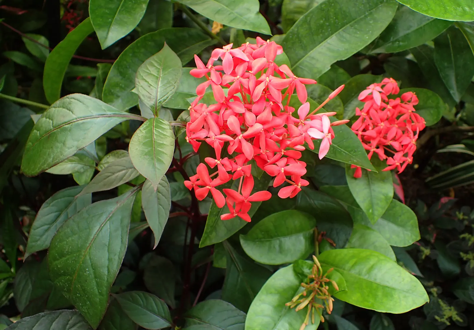 Nora Grant Ixora (Ixora Coccinea 'Nora Grant') — is a vibrant evergreen shrub