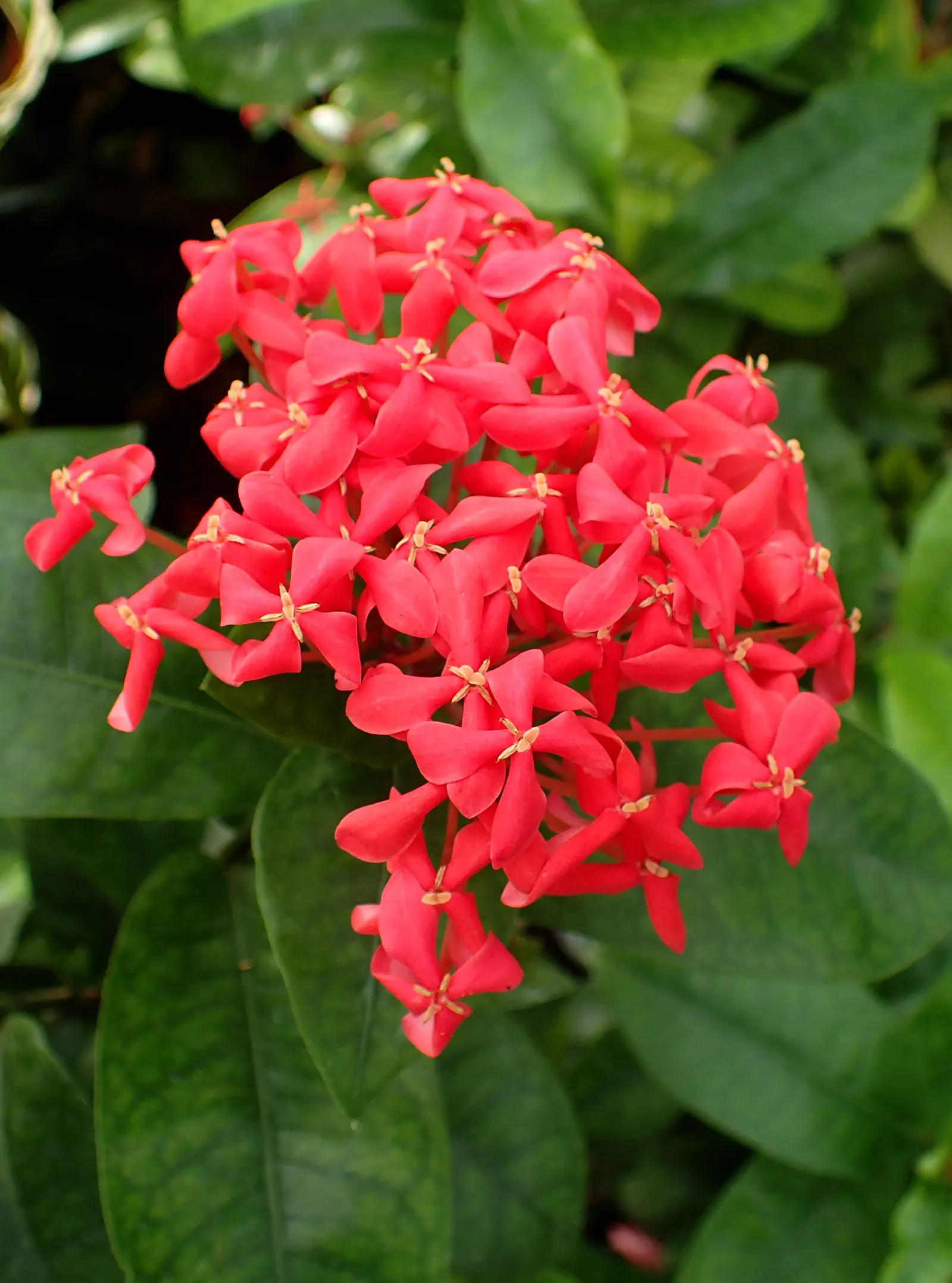 Nora Grant Ixora (Ixora Coccinea 'Nora Grant') — flourishing best in zones 10-11