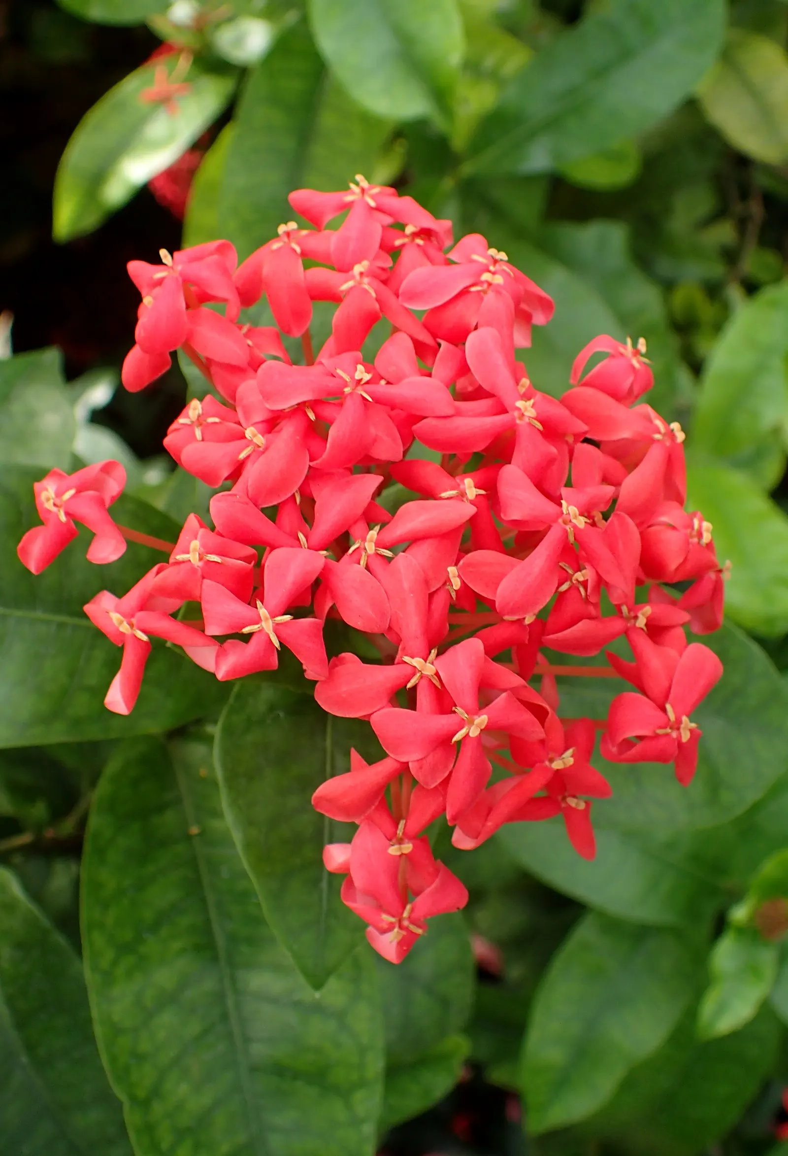 Nora Grant Ixora (Ixora Coccinea 'Nora Grant') — It showcases lush clusters of pink flowers, adding bursts of color to landscapes