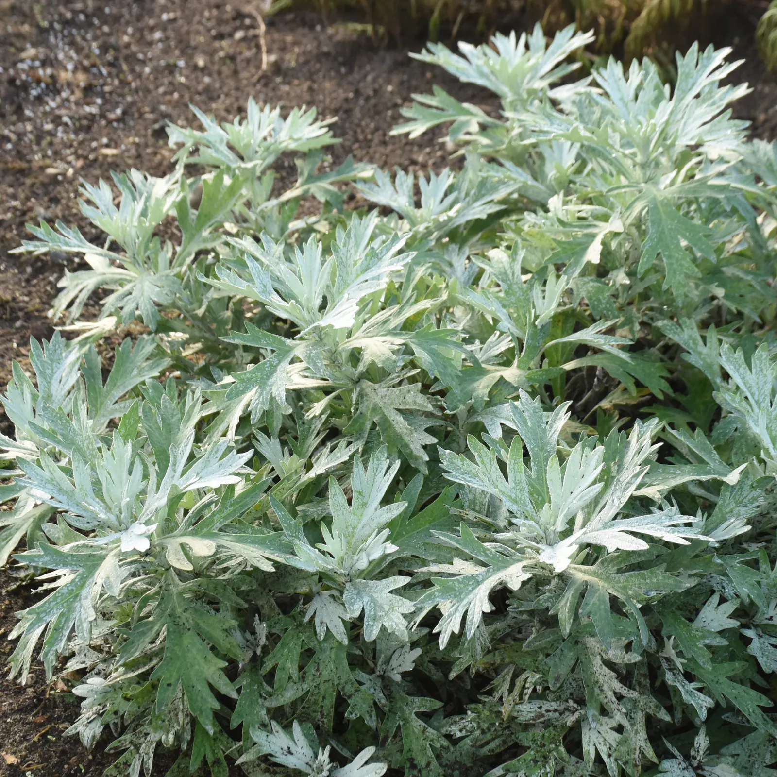 'Silver Lining' White Sagebrush (Artemisia hybrid) — The Artemisia hybrid 'Silver Lining' is a mounded perennial with broadly dissected