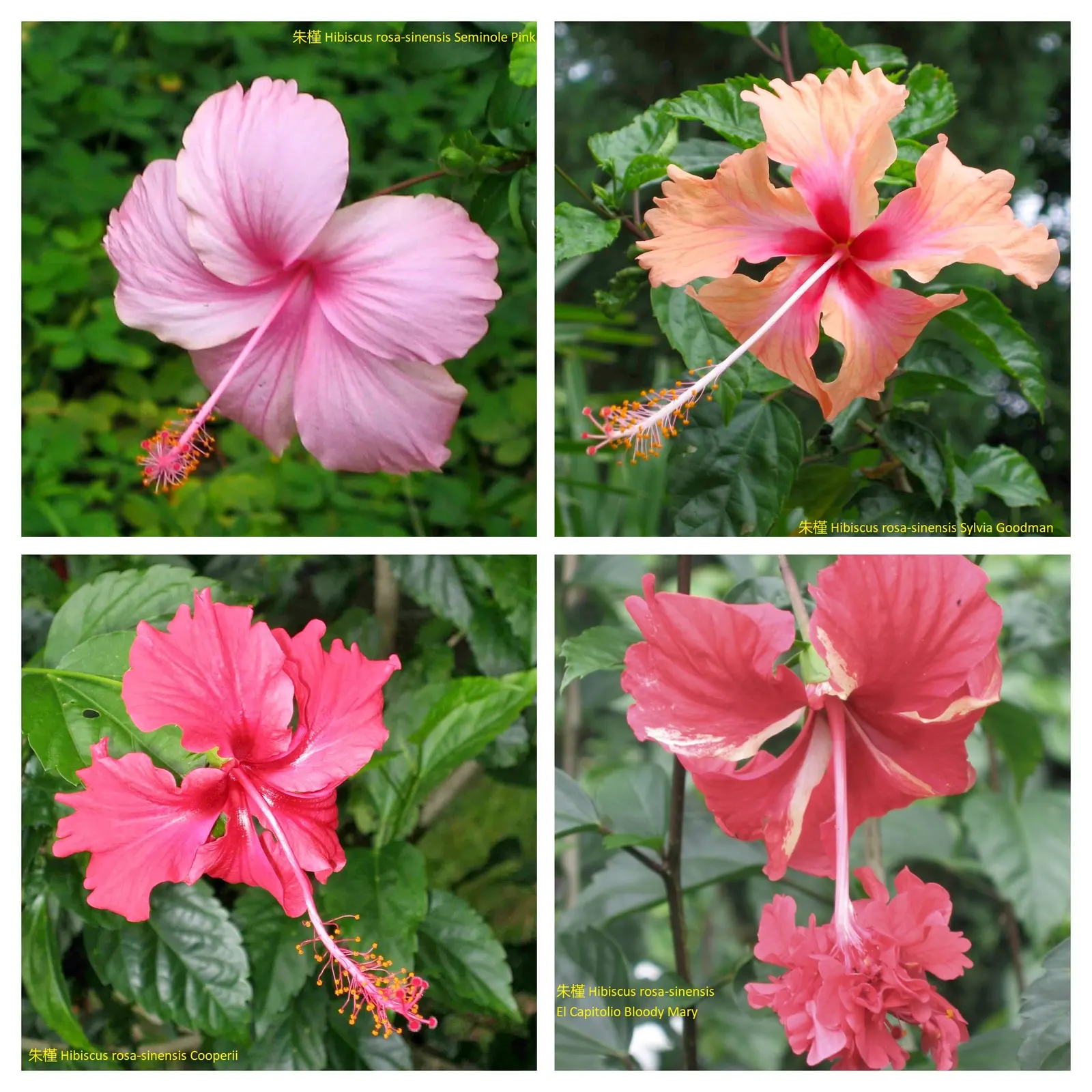 Seminole Hibiscus (Hibiscus rosa-sinensis 'Seminole') — Preferring full sun, it thrives in USDA zones 9-11, reaching 4-8 feet tall and 3-6 feet wide