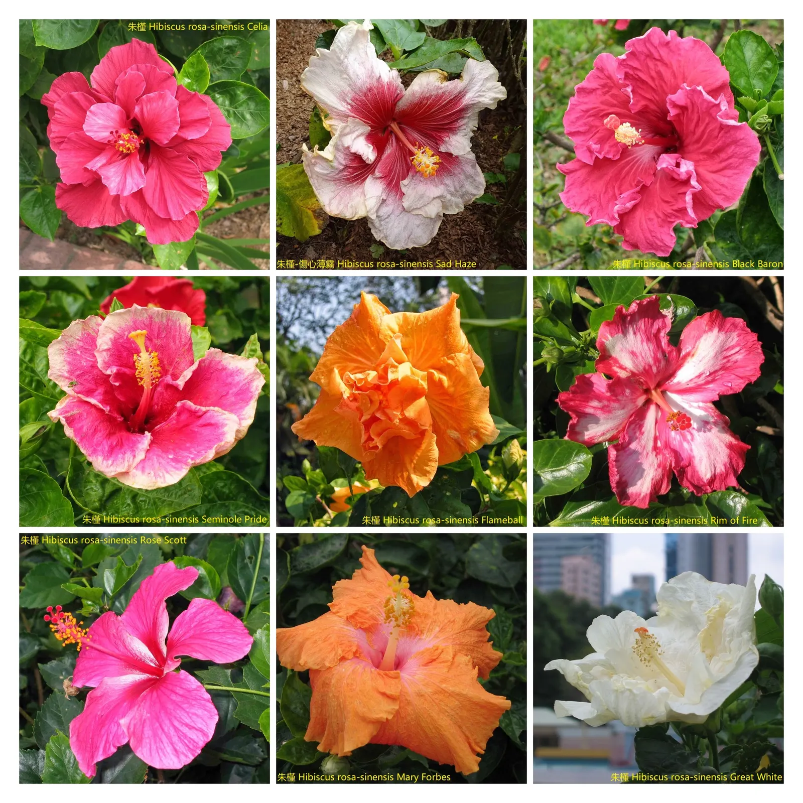 Seminole Hibiscus (Hibiscus rosa-sinensis 'Seminole') — vibrant red blooms up to 6 inches in diameter