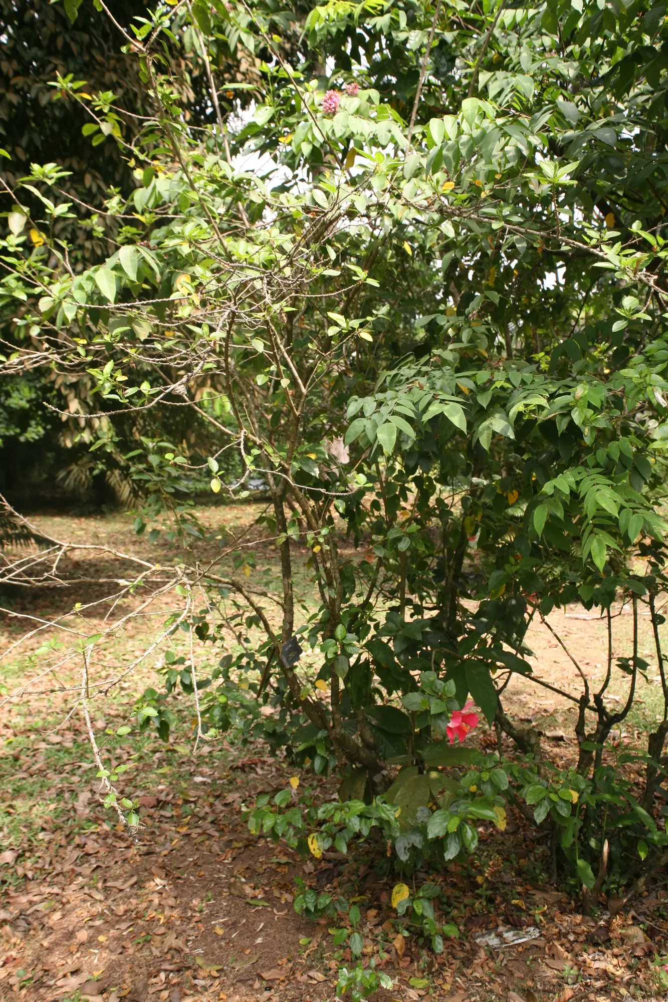 Seminole Hibiscus (Hibiscus rosa-sinensis 'Seminole') — velvety red with a deep throat