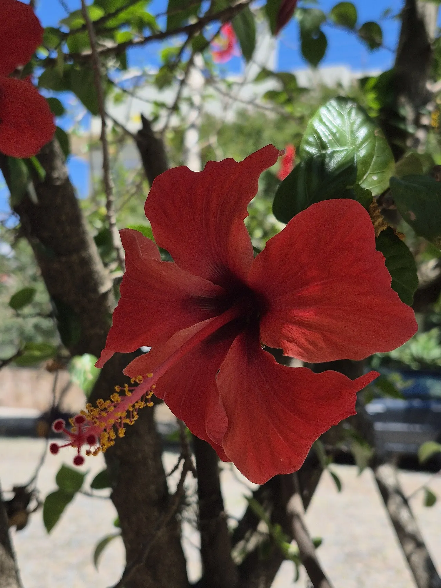 Seminole Hibiscus (Hibiscus rosa-sinensis 'Seminole') — offering your client an exotic retreat within their garden space