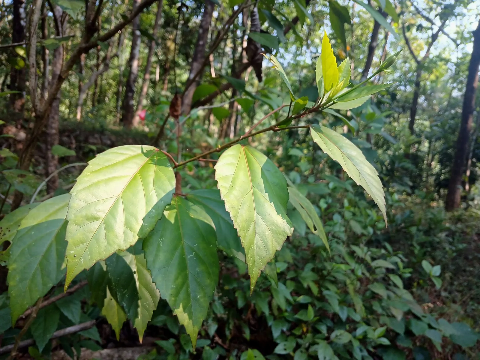 Seminole Hibiscus (Hibiscus rosa-sinensis 'Seminole') — It will thrive in well-draining