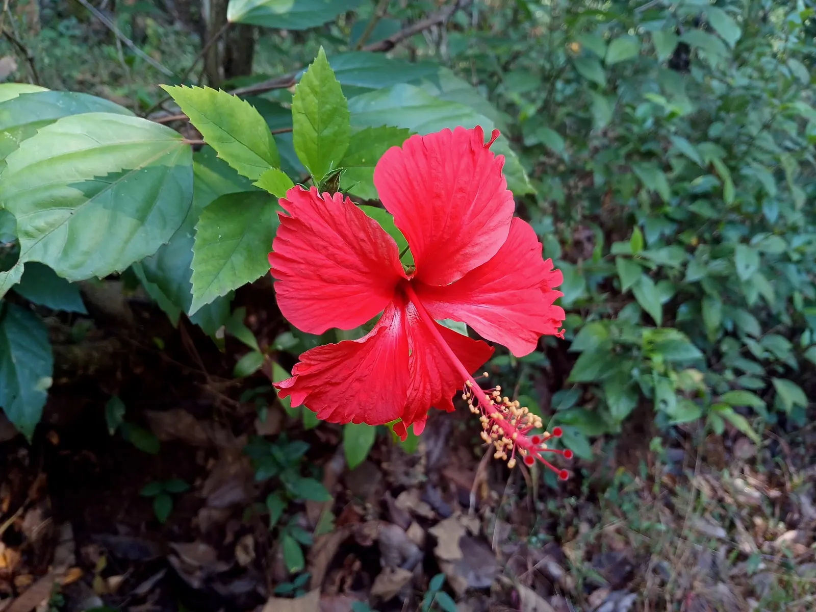 Seminole Hibiscus (Hibiscus rosa-sinensis 'Seminole') — the Seminole Hibiscus requires a position in full sun to partial shade to achieve optimal growth