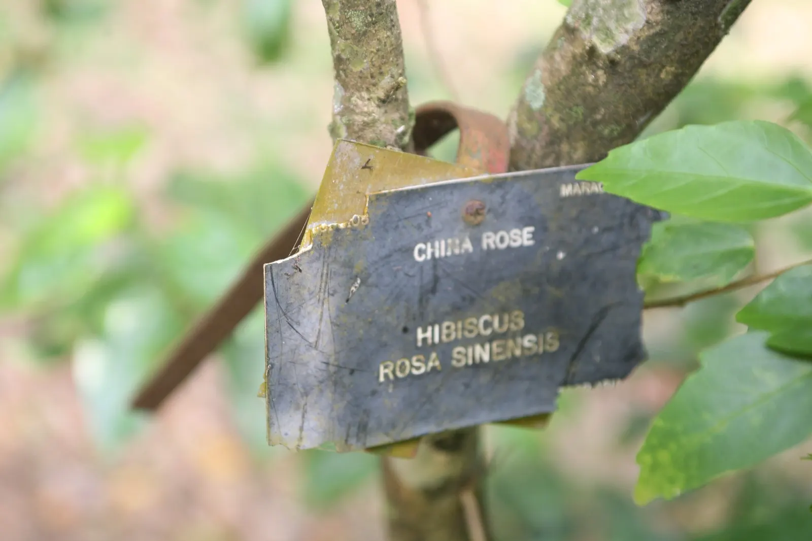 Seminole Hibiscus (Hibiscus rosa-sinensis 'Seminole') — which can lead to root rot.<br><br>Reaching a mature size of 4-8 feet in height with a spread of 3-5