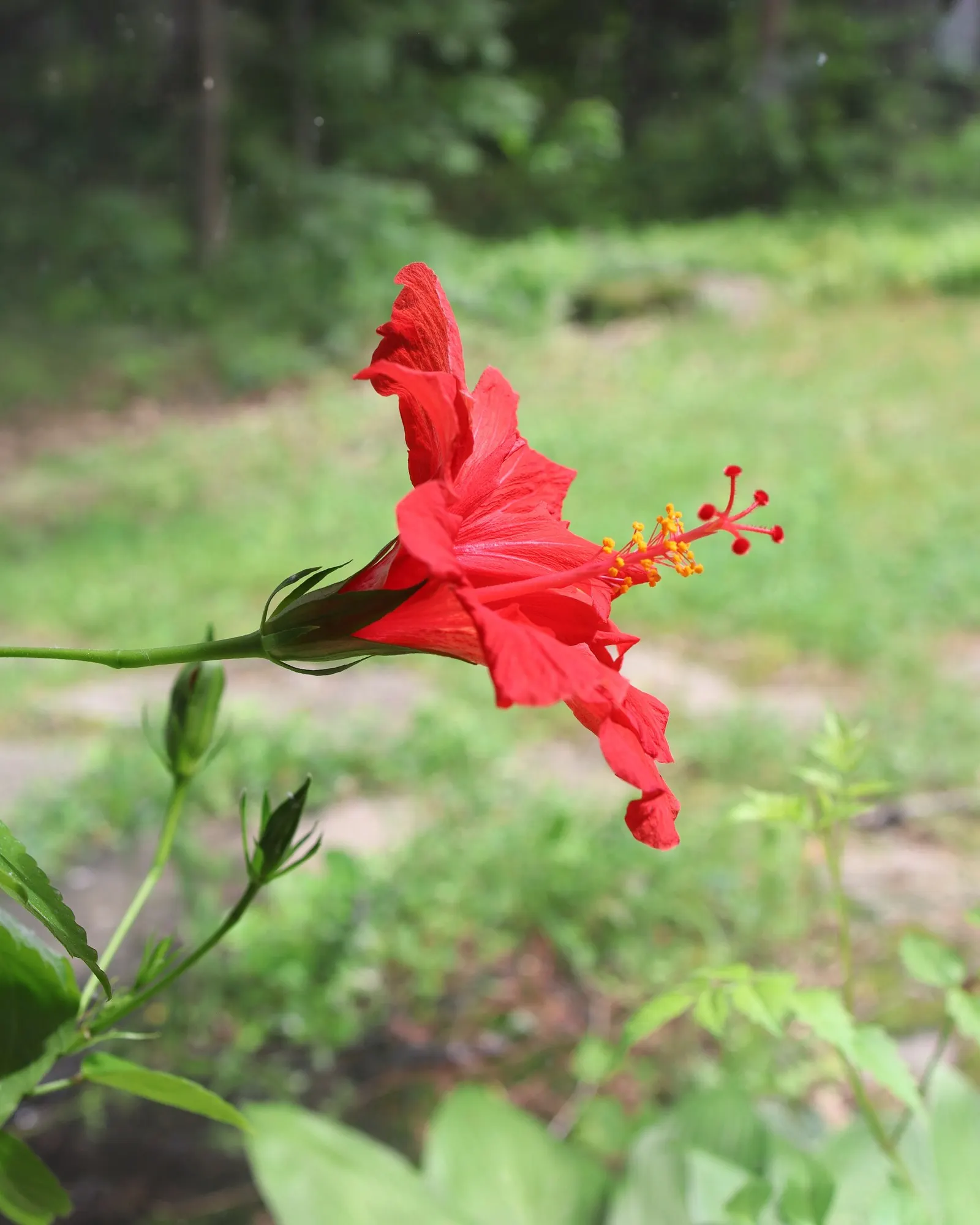 Seminole Hibiscus (Hibiscus rosa-sinensis 'Seminole') — Ideal for creating visually striking focal points in warm-climate gardens