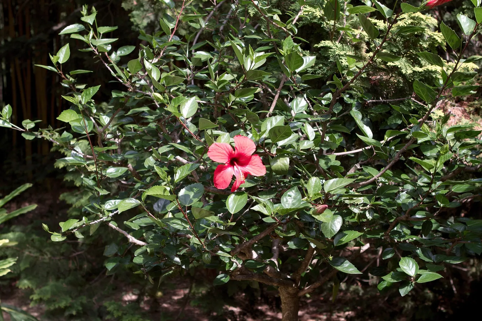 Seminole Hibiscus (Hibiscus rosa-sinensis 'Seminole') — this variety heralds tropical allure wherever it's planted