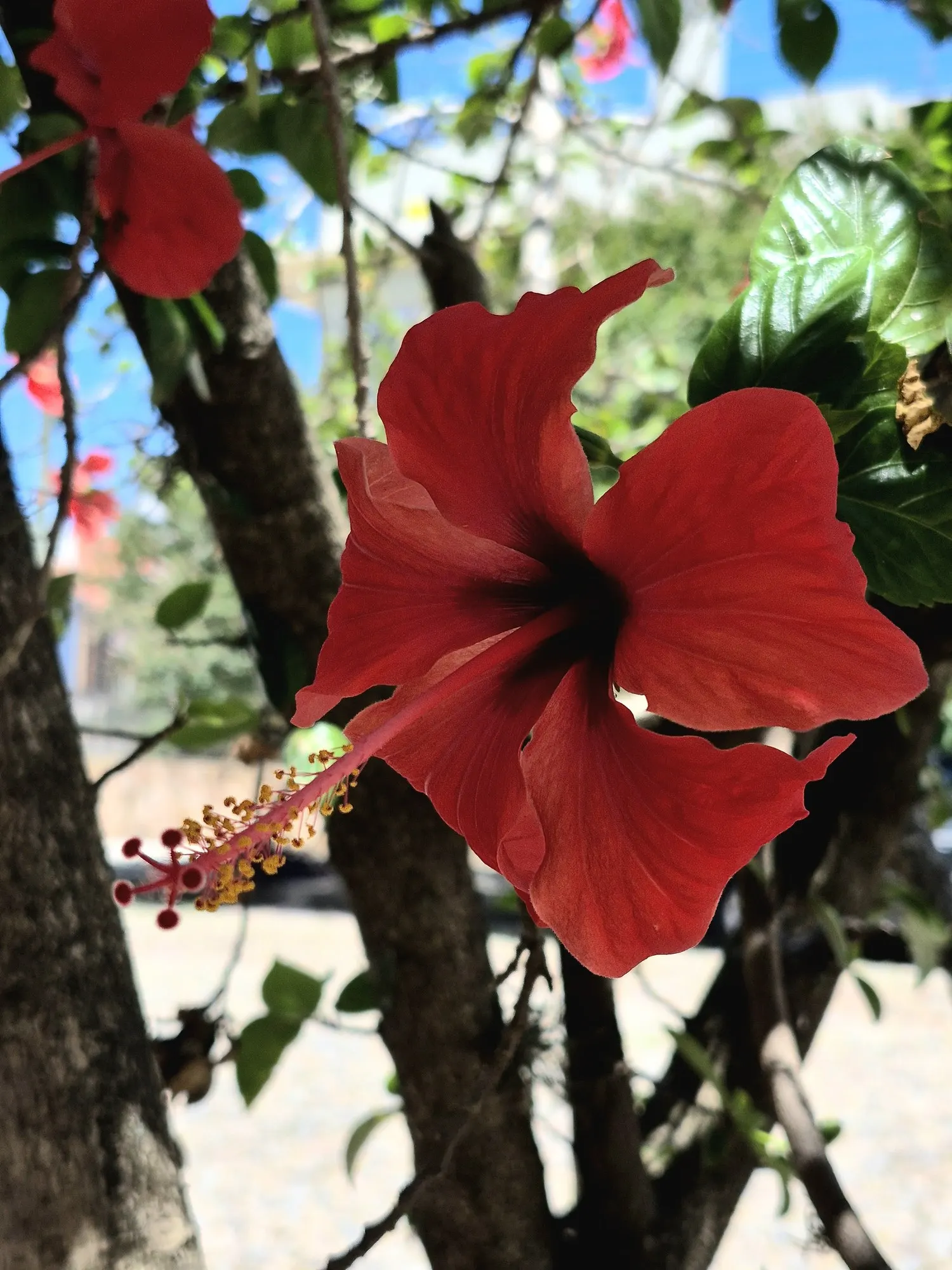 Seminole Hibiscus (Hibiscus rosa-sinensis 'Seminole') — and hummingbirds to the garden.<br><br>Adaptable to USDA Hardiness Zones 9 through 11