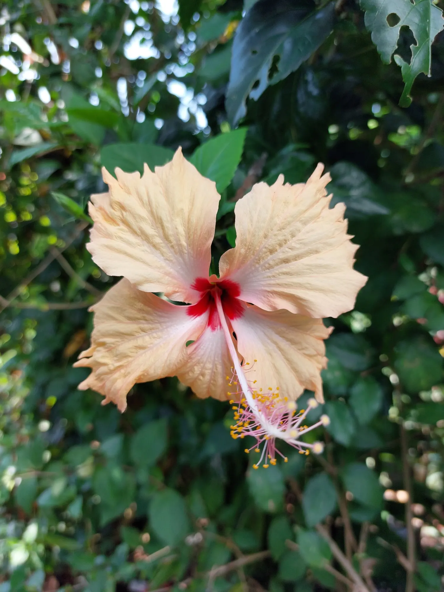 Seminole Hibiscus (Hibiscus rosa-sinensis 'Seminole') — A member of the Malvaceae family