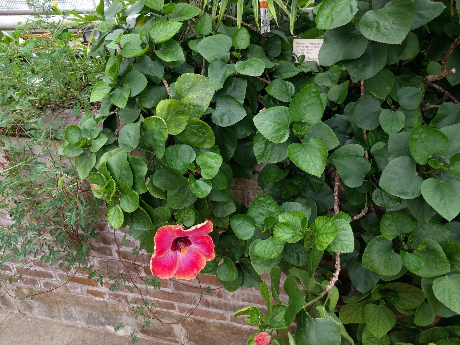 Seminole Hibiscus (Hibiscus rosa-sinensis 'Seminole') — supplemented with periodic watering to maintain consistent moisture