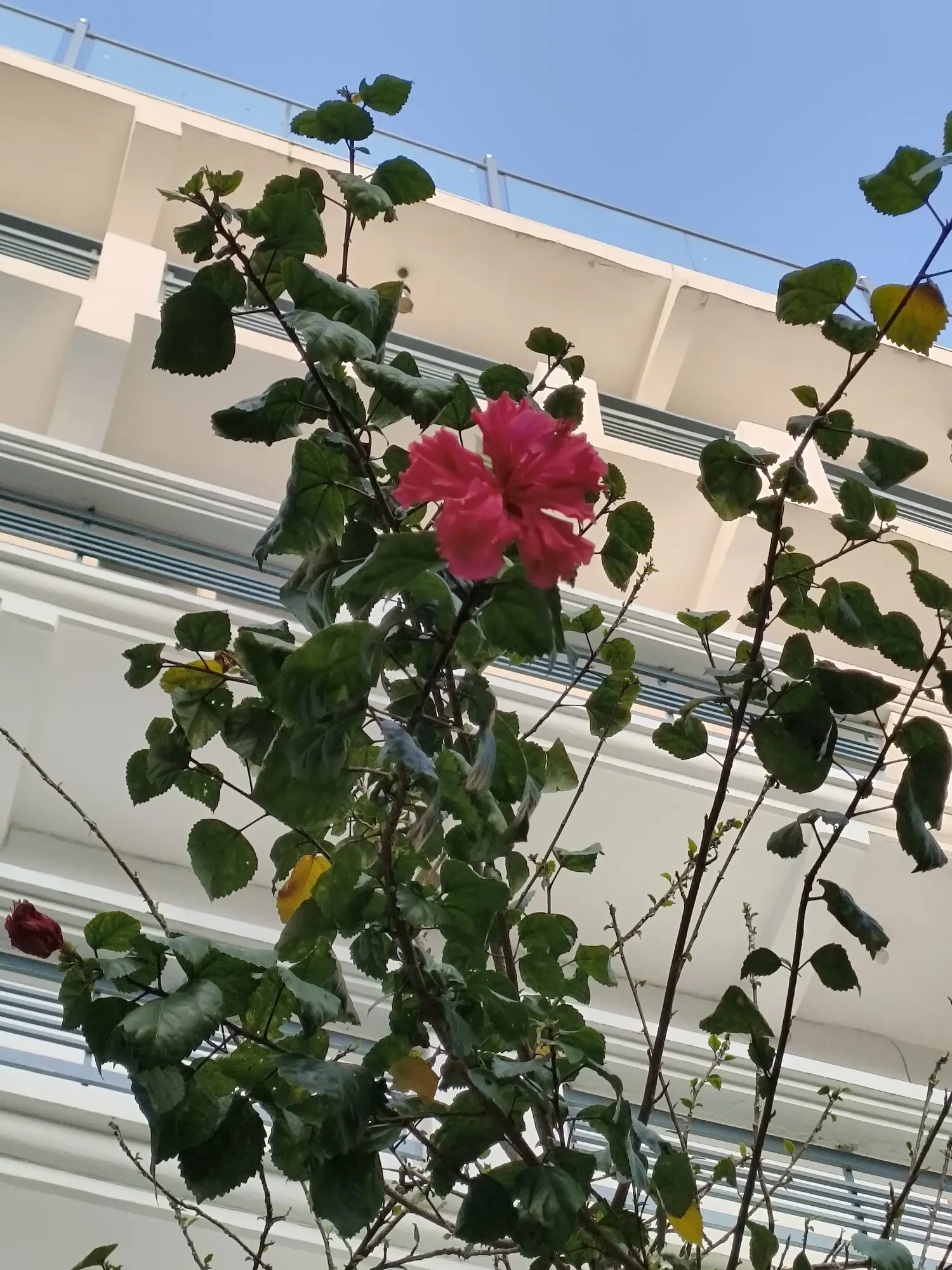 Seminole Hibiscus (Hibiscus rosa-sinensis 'Seminole') — Be mindful to avoid overwatering