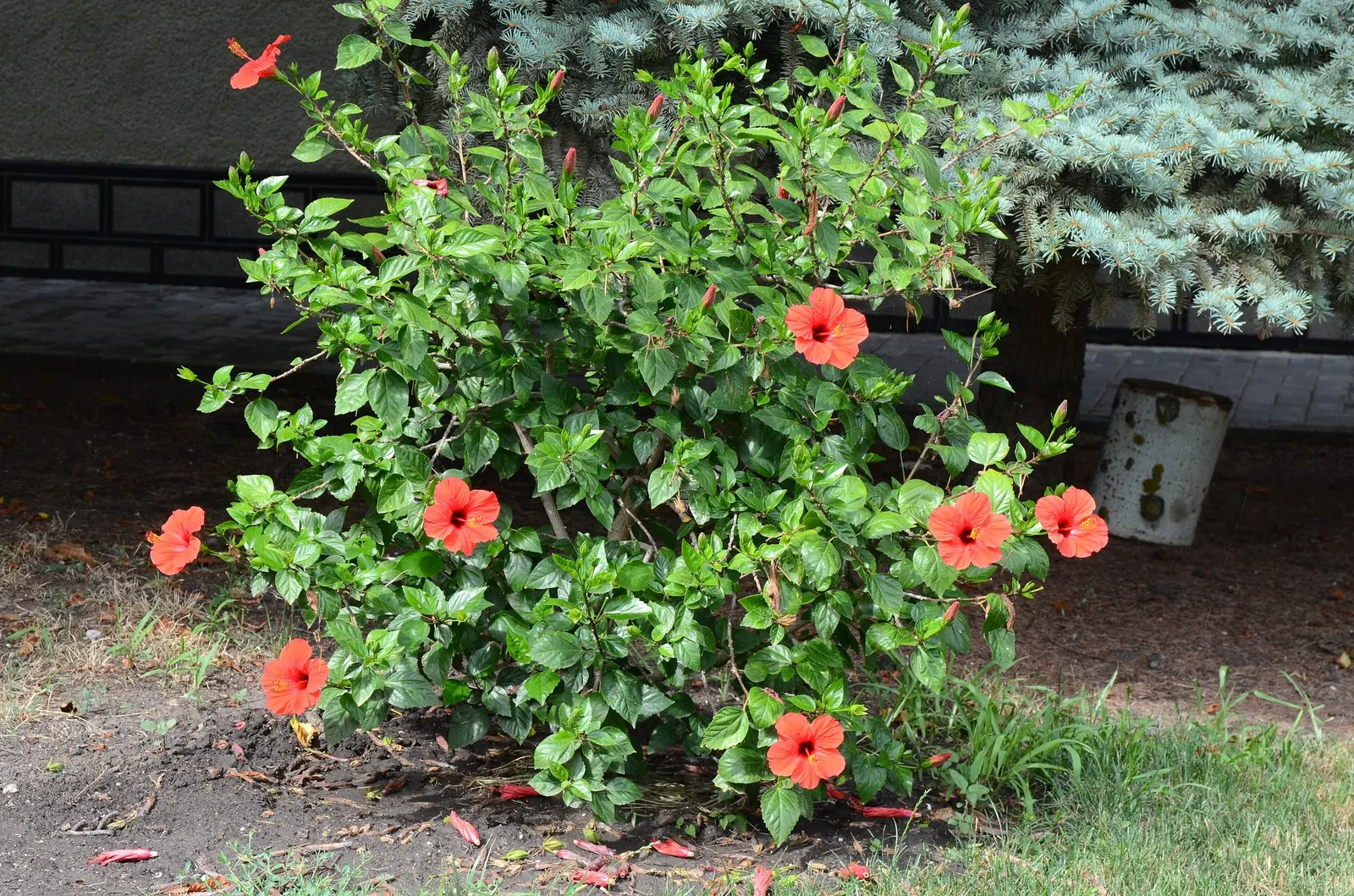 Seminole Hibiscus (Hibiscus rosa-sinensis 'Seminole') — well-drained soil with regular watering