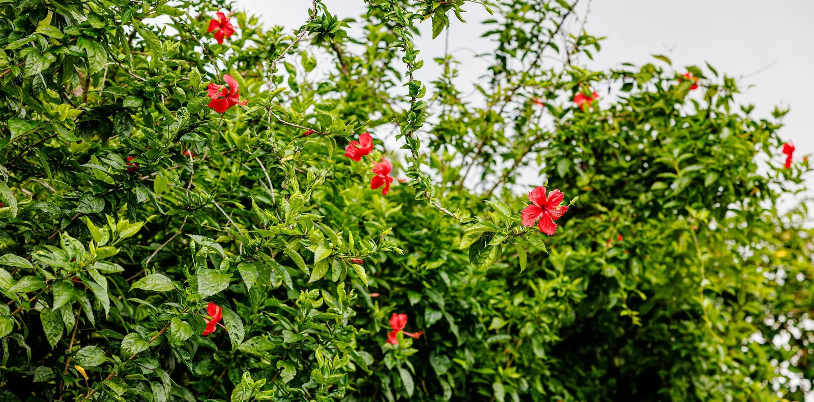 Seminole Hibiscus (Hibiscus rosa-sinensis 'Seminole') — continual color to landscapes and prefers moist