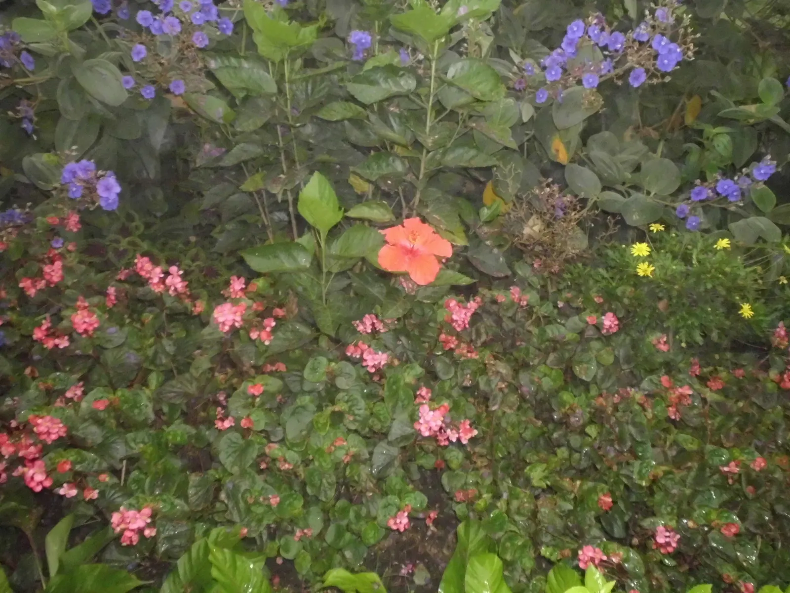 Seminole Hibiscus (Hibiscus rosa-sinensis 'Seminole') — pink flowers in the garden