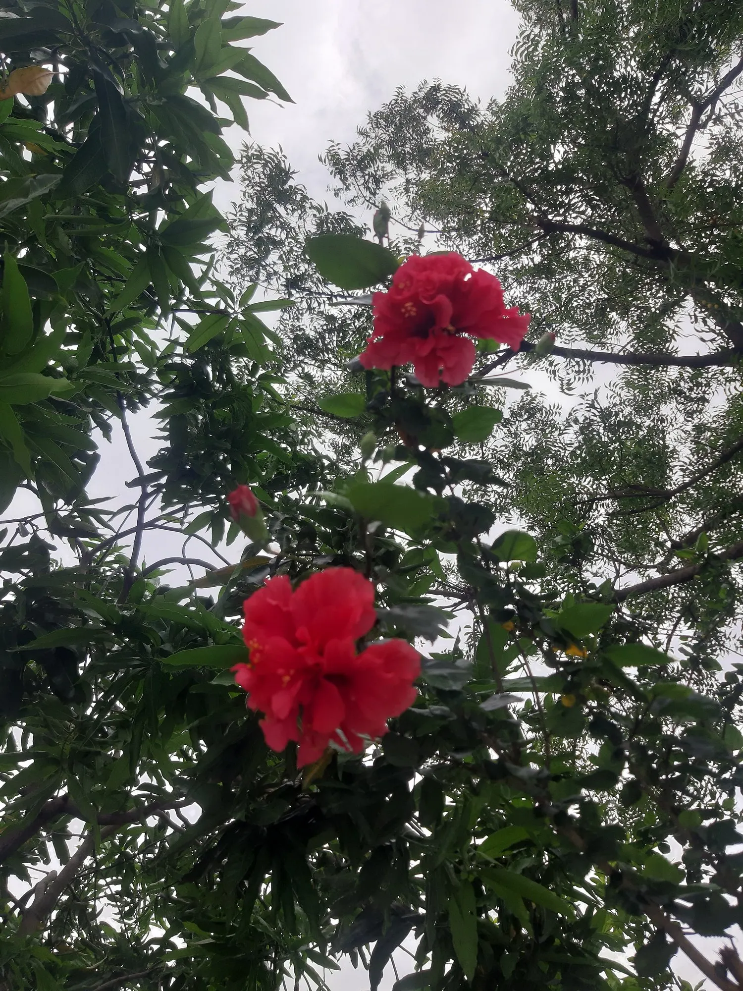 Seminole Hibiscus (Hibiscus rosa-sinensis 'Seminole') — making it a stunning addition to any landscape design.<br><br>Flowering profusely from spring through