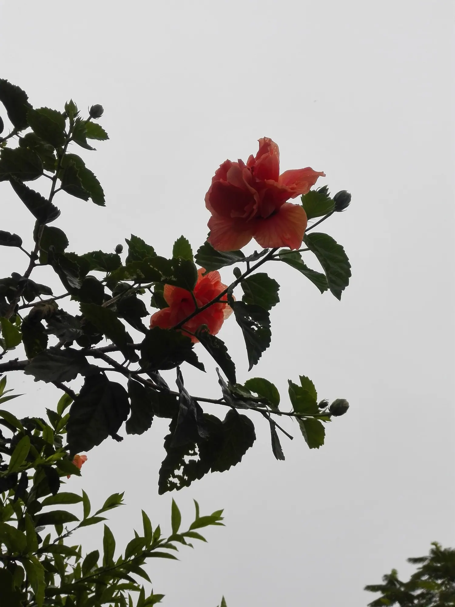 Seminole Hibiscus (Hibiscus rosa-sinensis 'Seminole') — this evergreen shrub provides an excellent background or anchor plant in mixed borders