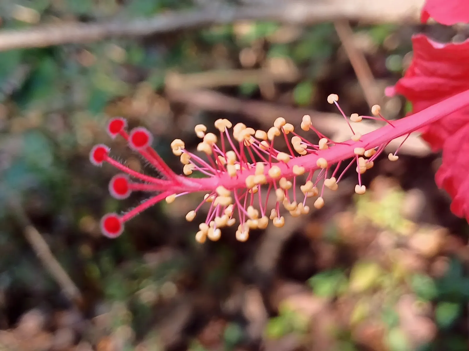 Seminole Hibiscus (Hibiscus rosa-sinensis 'Seminole') — unfurling its petals to reveal a conspicuous stamen column that serves as an attractive focal point