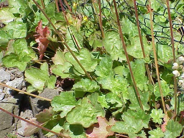 Coral Bells (Heuchera Species) — are a splendid addition to any landscape design