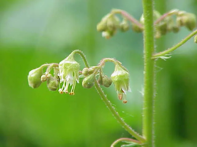 Coral Bells (Heuchera Species) — The foliage forms tidy mounds typically measuring 12 to 18 inches in height and width