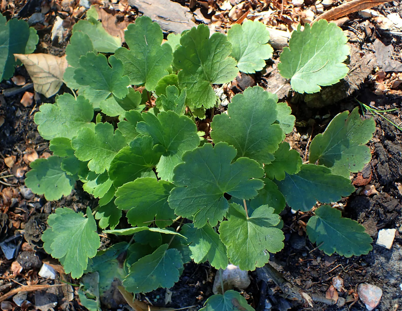 Coral Bells (Heuchera Species) — Heuchera prefers well-drained soil and will thrive in full to partial shade