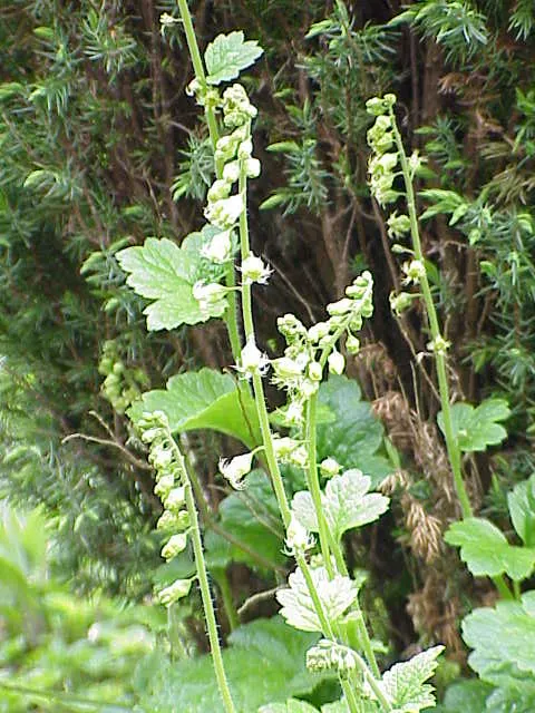 Coral Bells (Heuchera Species) — hovering gracefully above the foliage