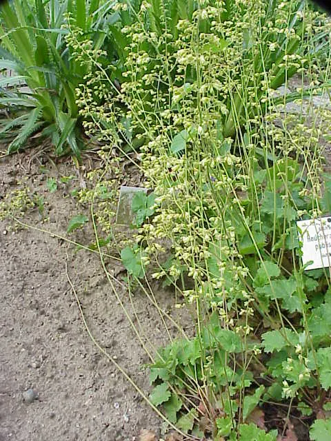 Coral Bells (Heuchera Species) — In spring or summer, delicate bell-shaped flowers on slender stems attract hummingbirds and butterflies