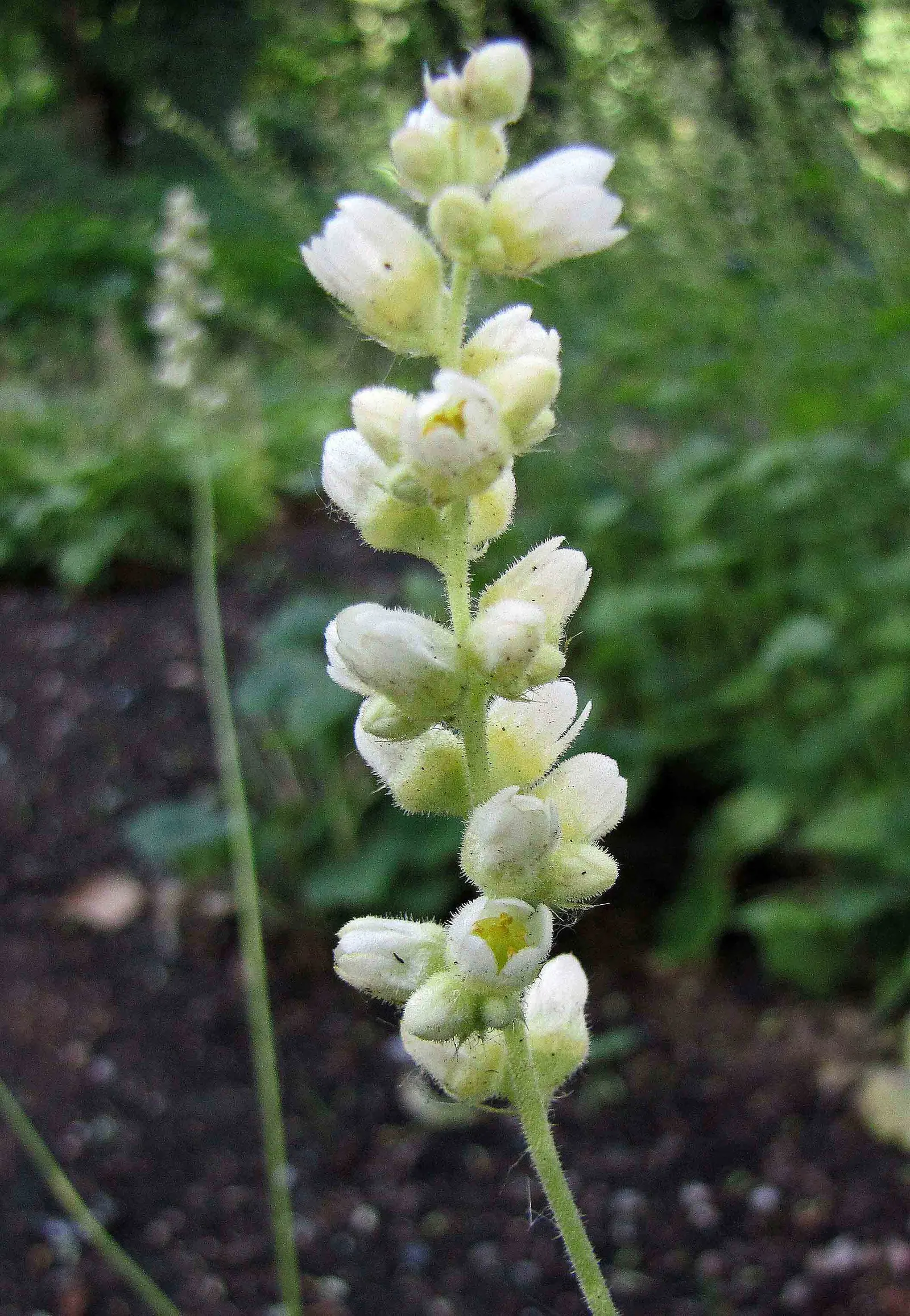 Coral Bells (Heuchera Species) — They are hardy in USDA zones 4 through 9