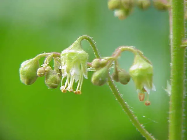 Coral Bells (Heuchera Species) — scientifically known as Heuchera