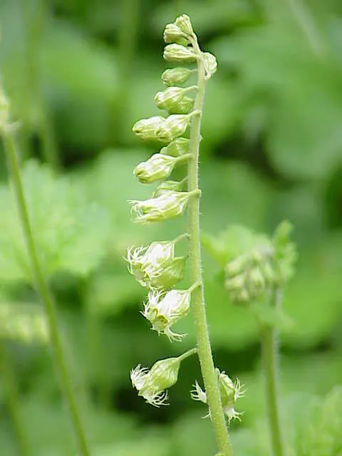 Coral Bells (Heuchera Species) — adding a wispy contrast to the robust leaves below.<br><br>Well-suited for borders