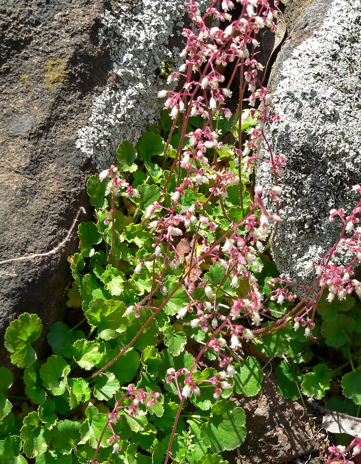 Coral Bells (Heuchera Species) — pink and white flowers in the garden