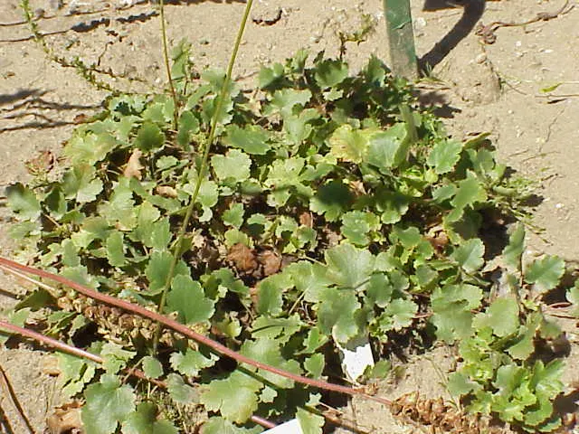 Coral Bells (Heuchera Species) — Coral Bells (Heuchera spp.) are versatile perennials boasting evergreen foliage with a variety of hues‚Äîgreen
