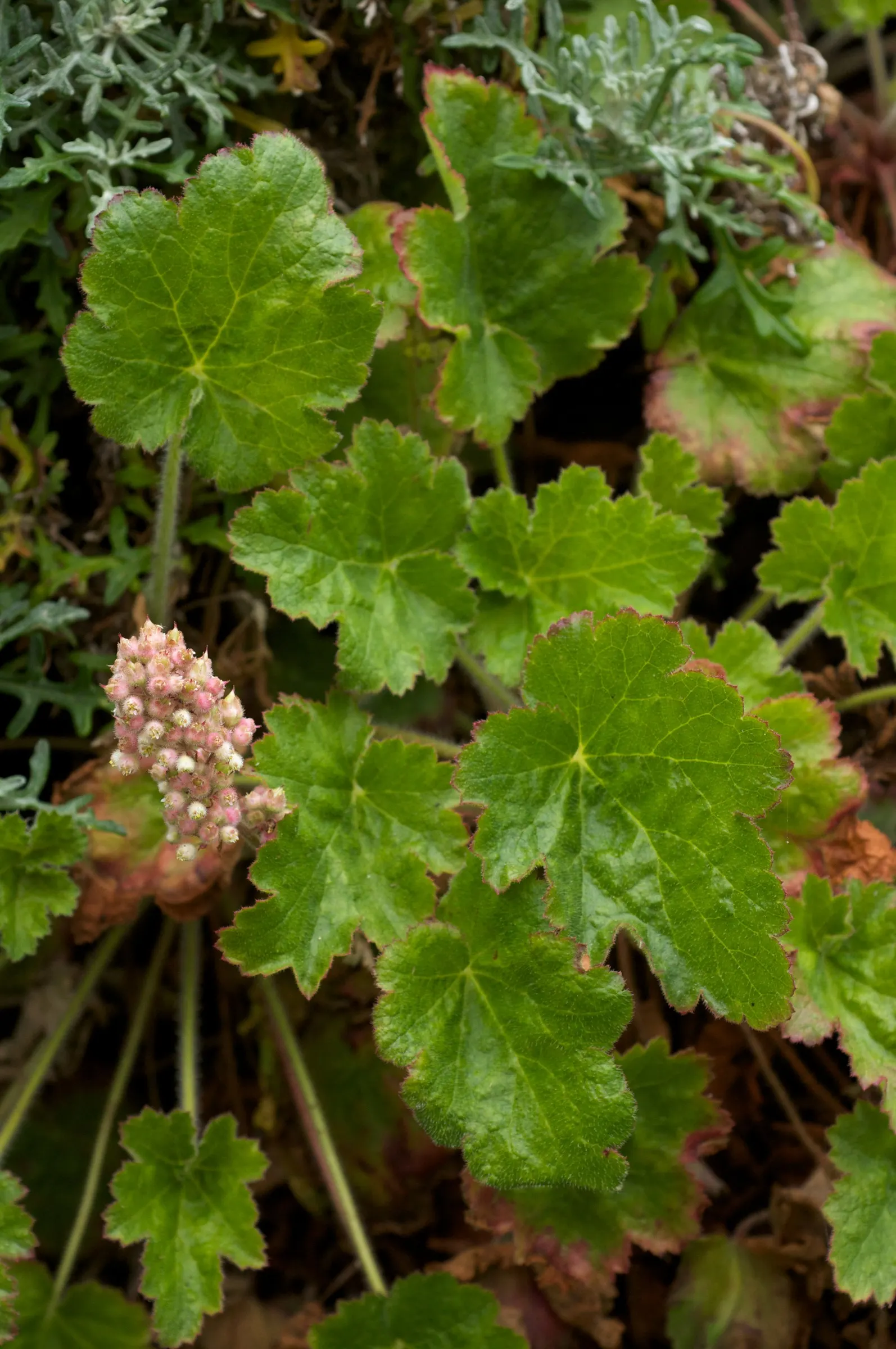 Coral Bells (Heuchera Species) — often with intricate patterns or veining that captivates the eye