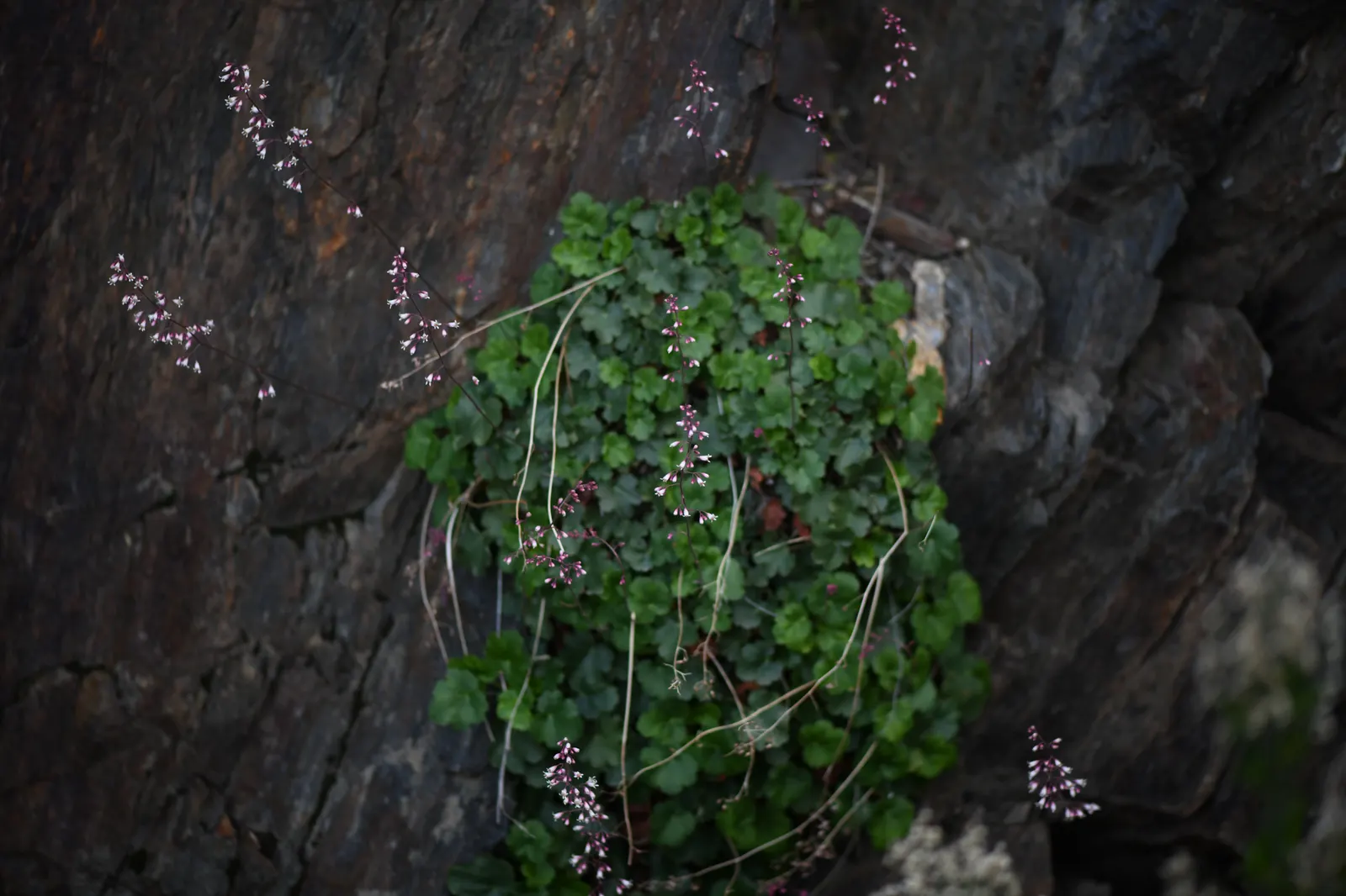 Coral Bells (Heuchera Species) — perennial with pink and white blooms