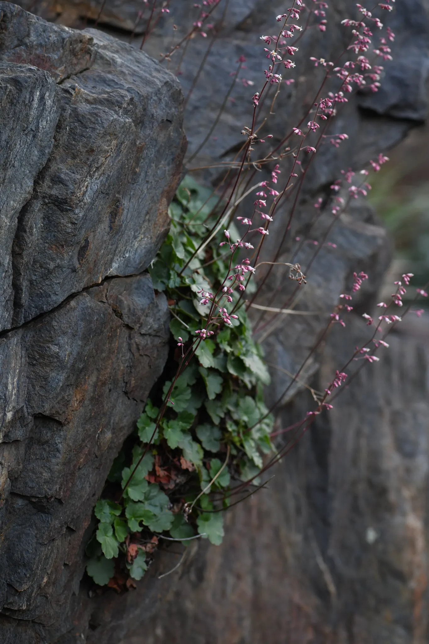 Coral Bells (Heuchera Species) — Ideal for borders or as ground cover, they thrive in partial shade but tolerate full sun; hovering gracefully above the foliage