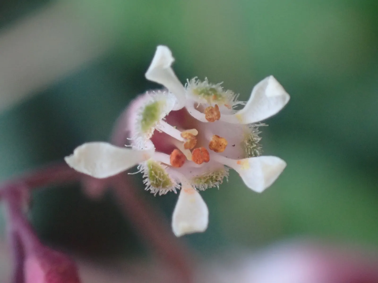 Coral Bells (Heuchera Species) — Compact size ranges from 6 to 18 inches in height and 12 to 24 inches in width