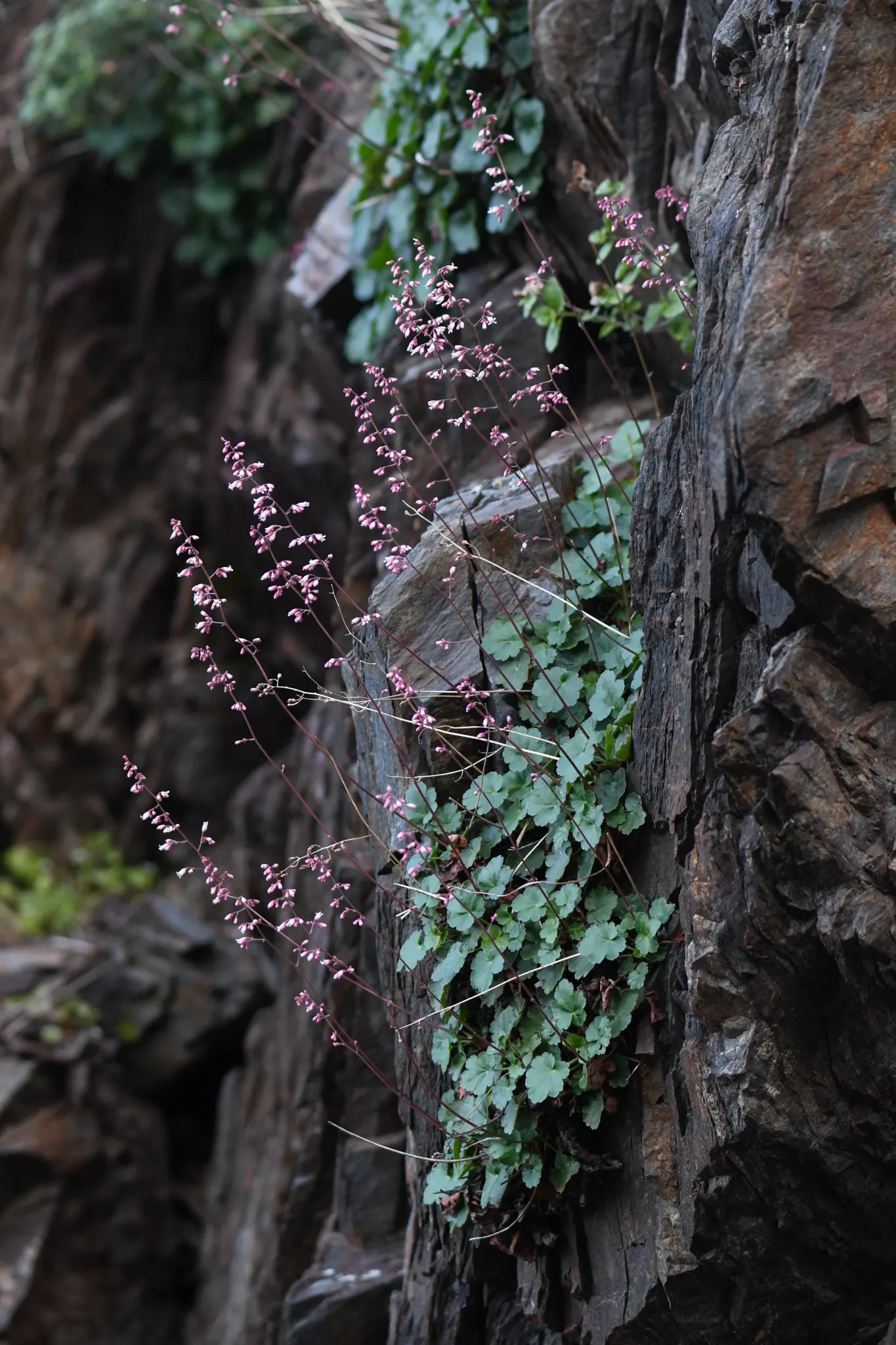 Coral Bells (Heuchera Species) — which makes them a reliable choice for a wide range of climates.<br><br>Maintenance is minimal