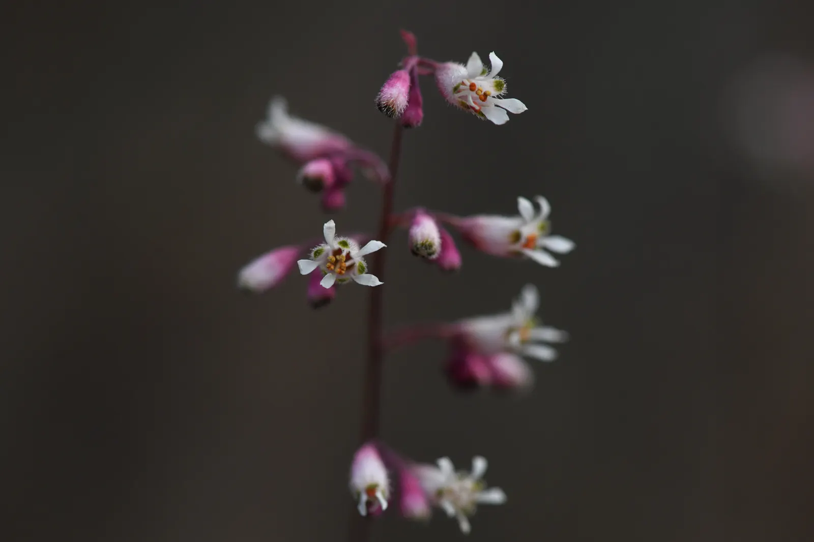 Coral Bells (Heuchera Species) — perennial for half or shade