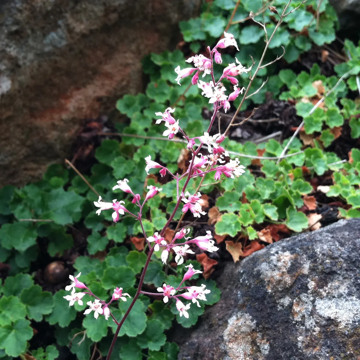 Coral Bells (Heuchera Species) — These blooms come in an array of colors including white