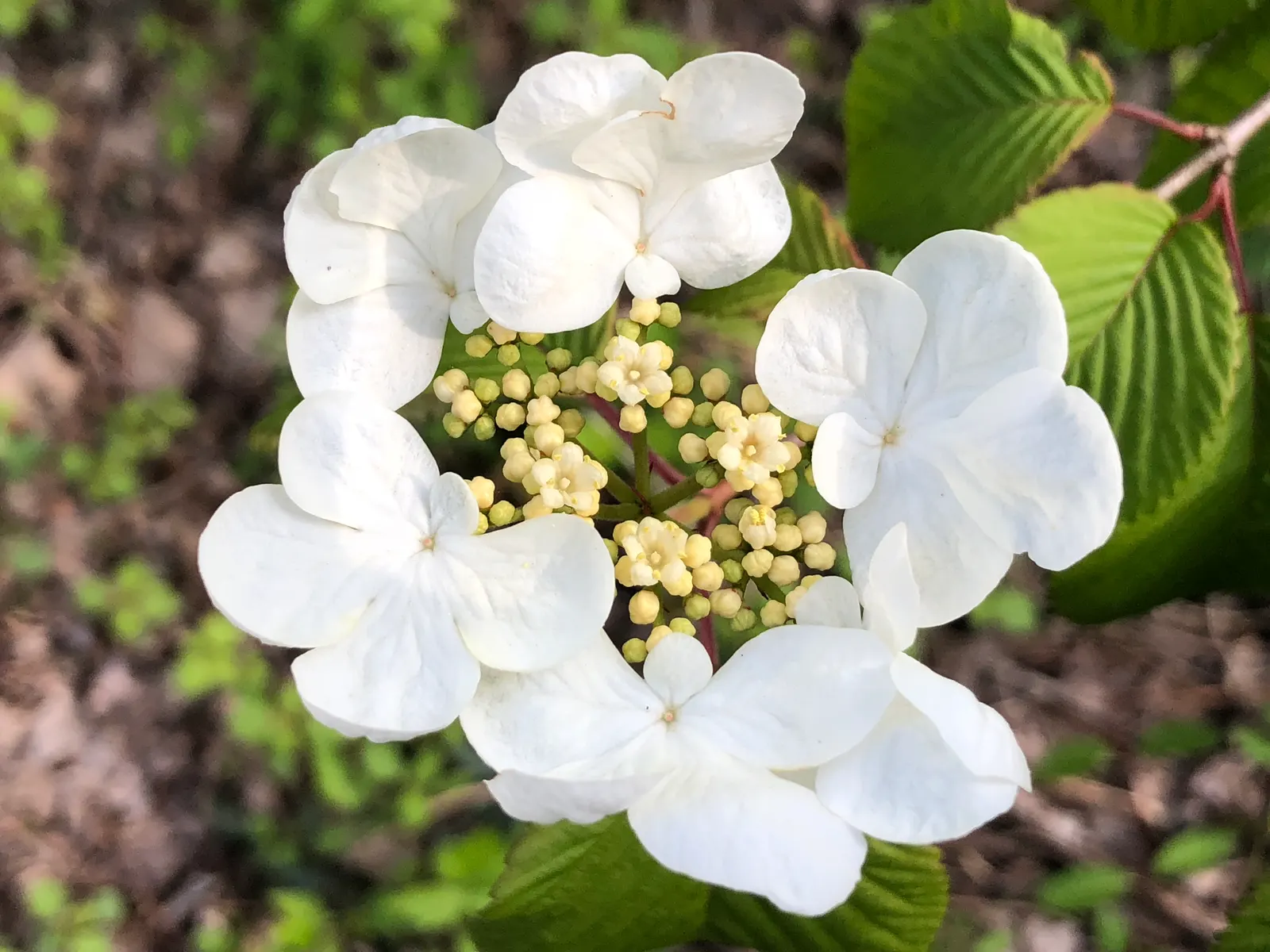 Japanese Snowball Bush (Viburnum Plicatum) — enhancing the biodiversity of any garden design.<br>; shrub for full or half