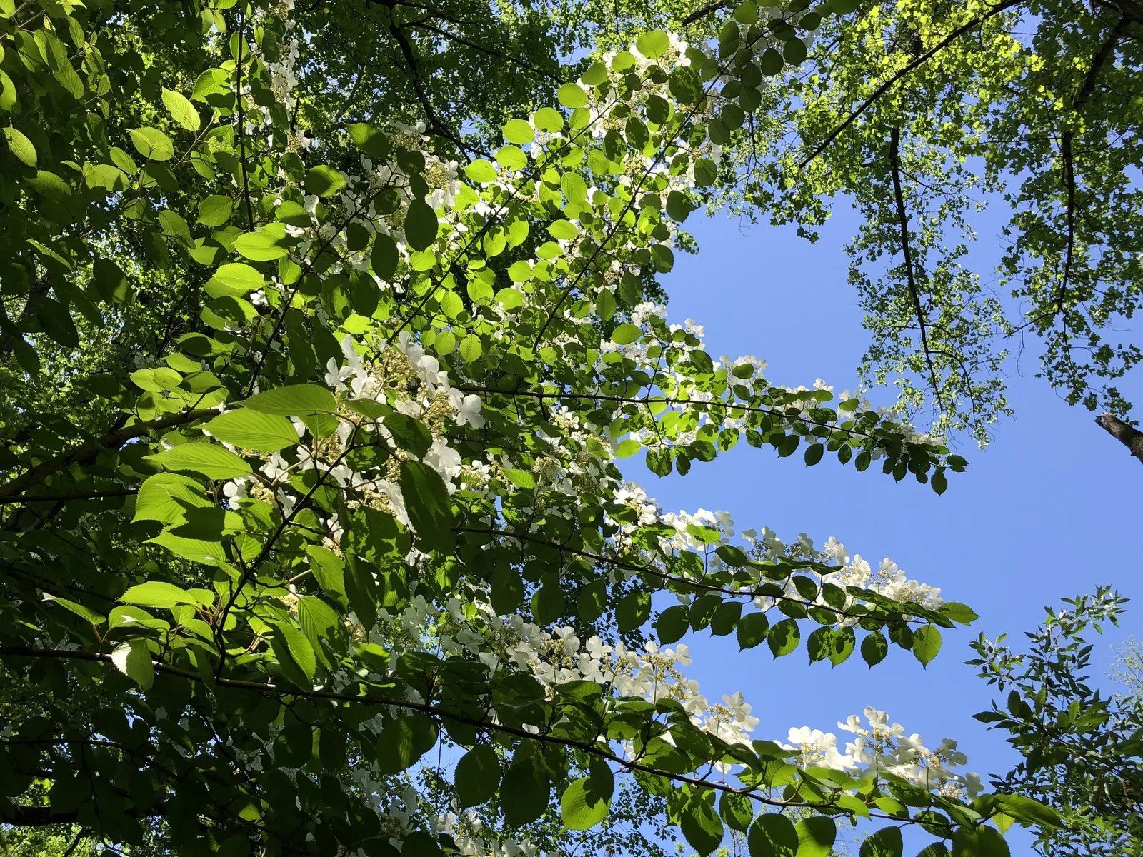 Japanese Snowball Bush (Viburnum Plicatum) — the flowers appear as green buds and gradually transform into a brilliant; and promotes healthy growth and optimal