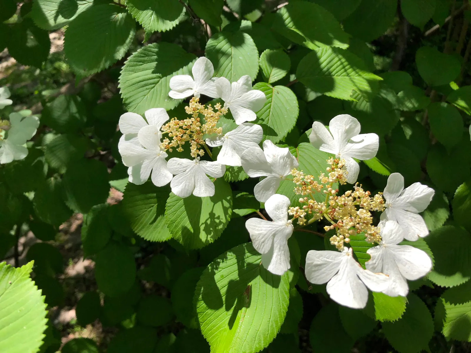 Japanese Snowball Bush (Viburnum Plicatum) — pure white as they mature