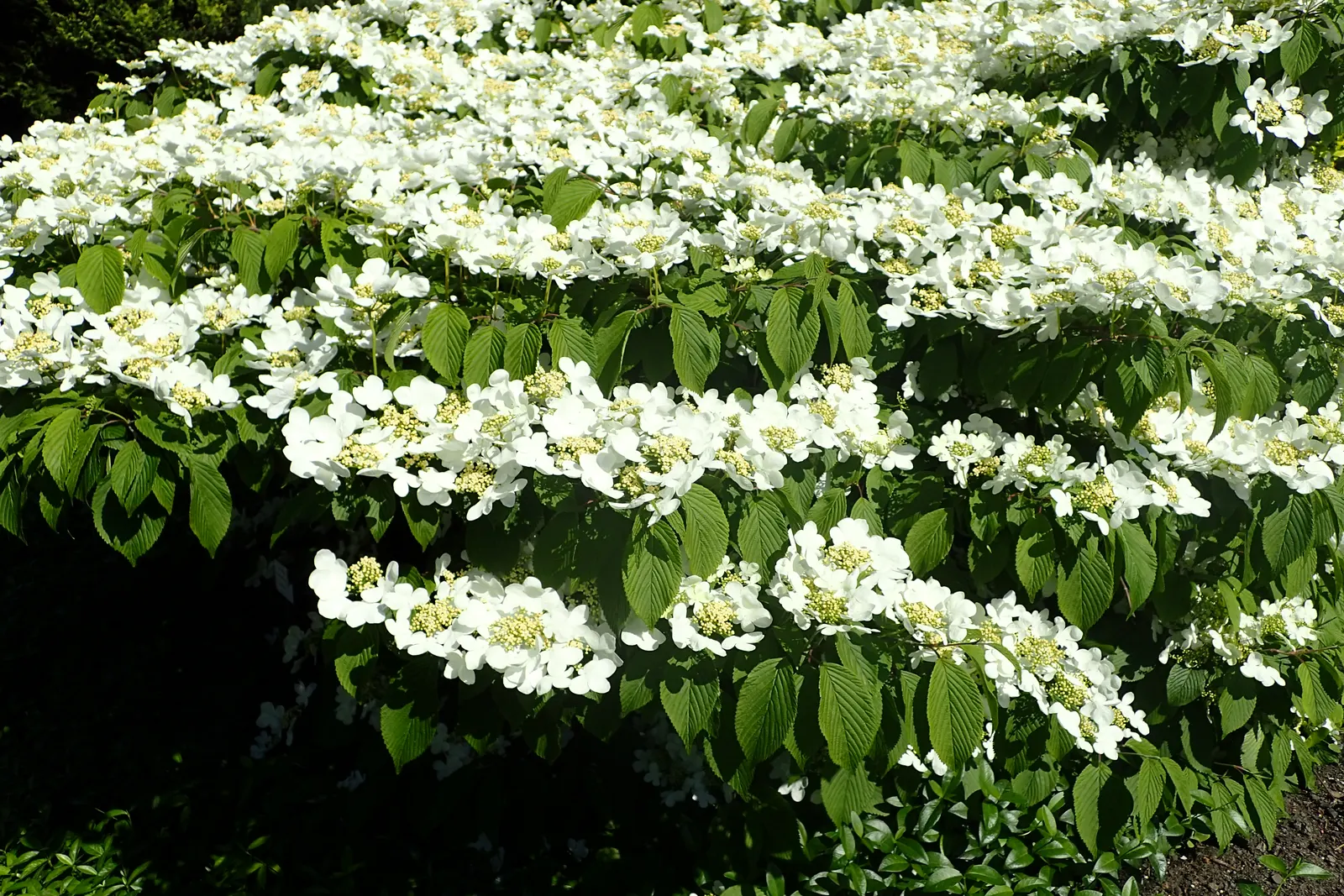 Japanese Snowball Bush (Viburnum Plicatum) — Incorporate as a specimen plant or within mixed shrub borders for visual impact